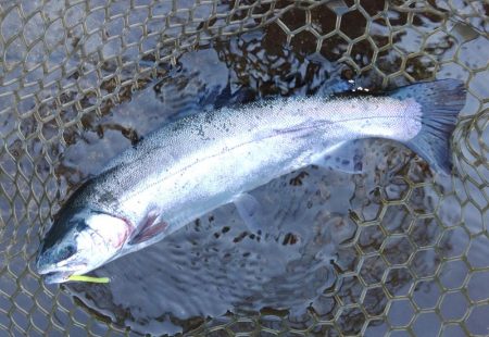 楽しすぎる！ ～平谷湖フィッシングスポット～